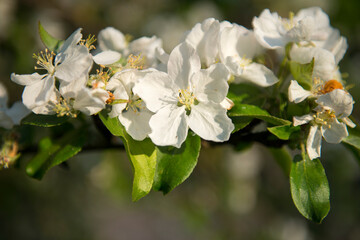 Obraz premium Spring apple blossom branch with white flowers and sunlight. First tender blossom at sunny day.