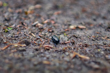 Mistkäfer im Wald