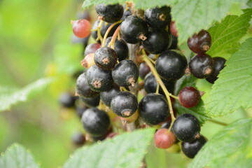 Black currant berries close up on blurred green background