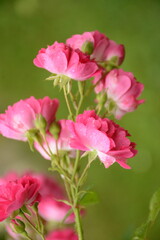 Little pink roses on a green background