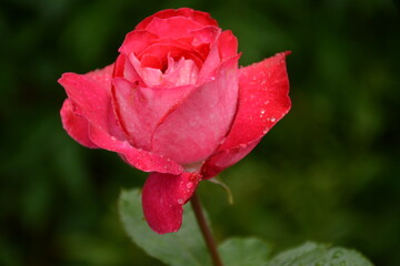 Delicate white-pink rose in the open-air garden