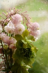 Composition of aquilegia and green hellebore on the rain background