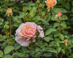 Sangerhaeuser Jubilaeums-Rose with bright color and joy of blooming. Exquisite roses for parks, gardens, for beds and borders. Close up