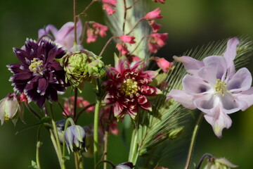 Village arrangement of flowers - aquilegia of different varieties, gaiter and spikelets