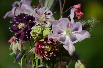 Multicolored watershed flowers on a blurred green background