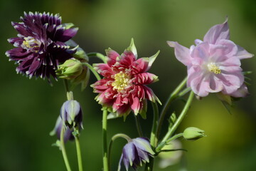 Obraz premium Three aquilegia flowers of different varieties on a blurred green background
