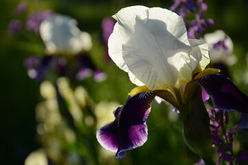 White-violet irises bloom in the garden