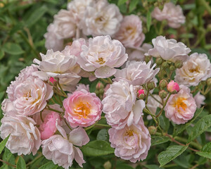 Rose Arndt. Selected sorts of exquisite roses for parks, gardens, beds, and borders, decoration
