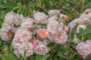 Fototapeta na wymiar Rose Arndt. Selected sorts of exquisite roses for parks, gardens, beds, borders, decoration