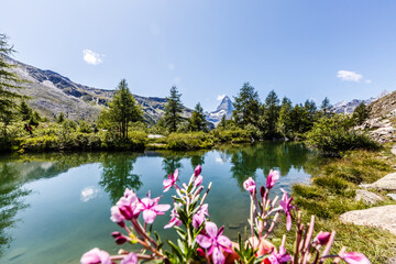 Idyllic landscape in the Alps with fresh green meadows and blooming flowers and snowcapped mountain...