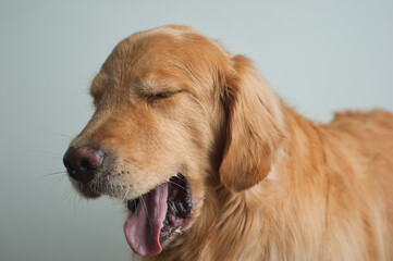 Golden Retriever dog with big yawn