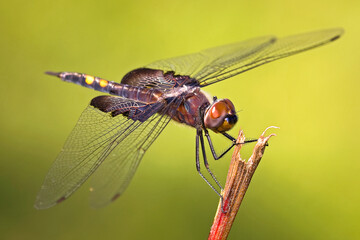 Red Dragonfly