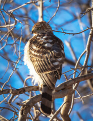 A Coopers Hawk sits on a branch in the winter afternoon sun and intently watches a nearby bird feeder.