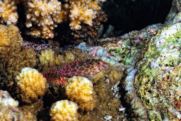 A picture of an hawkfish