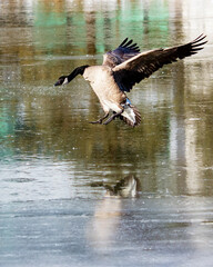 A lone Canada Goose attempts an ice landing on a frozen river.