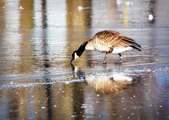 A Canada Goose makes his way across ice.  Reflection in the foreground.