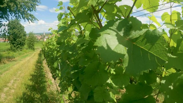Kamerafahrt entlang an Weinpflanzen und Weinbergen in Deutschland