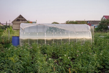 greenhouse in the spring