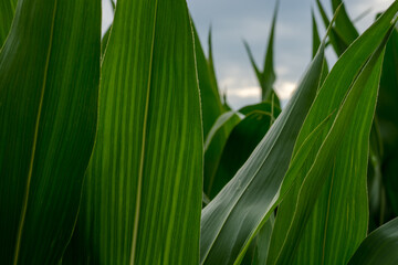 Fototapeta liście kukurydzy obraz