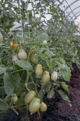 tomatoes in a greenhouse