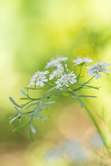 Herb in a spring garden.