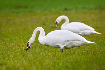 Mute swan eating grass (Cygnus olor)	