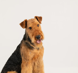 Airedale terrier dog isolated on white background copy space for text