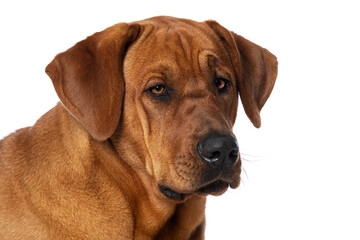 Broholmer dog isolated on white background