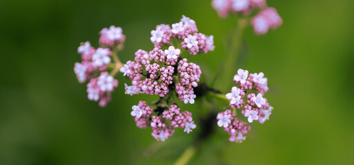 close up of a flower