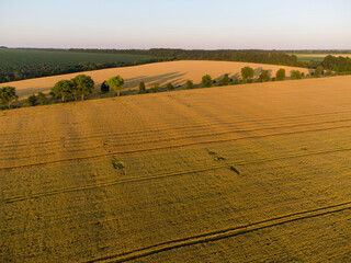 different wheat in one field