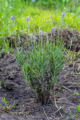 lavender bush blooming in summer