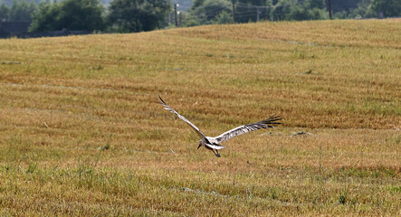 The white stork, Ciconia ciconia, feeds in a cut field.