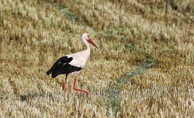 Fototapeta premium The white stork, Ciconia ciconia, feeds in a cut field.