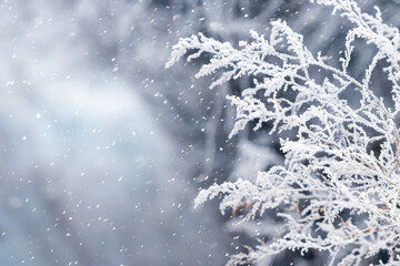 Winter background with frost-covered dry grass on a blurred background during a snowfall