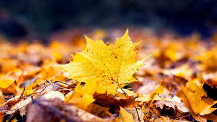 Yellow maple leaves in the forest on the ground. Fallen autumn leaves