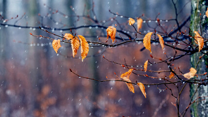 There is wet snow in the forest. Tree branch with withered leaves in the autumn forest during the snowfall