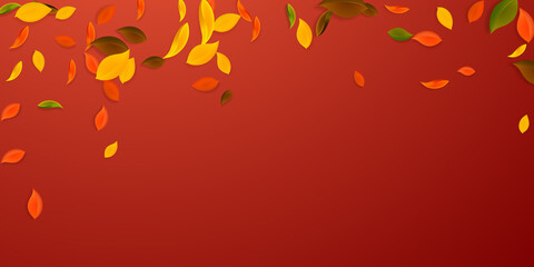 Falling autumn leaves. Red, yellow, green, brown c