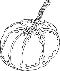 hand drawn vector illustration of a pumpkin