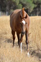 horse and foal