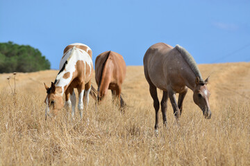 Fototapeta premium horses in the field