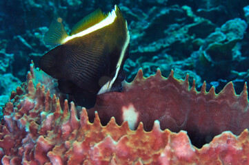 A picture of a humphead bannerfish