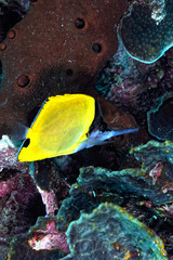A picture of a big long nosed butterflyfish