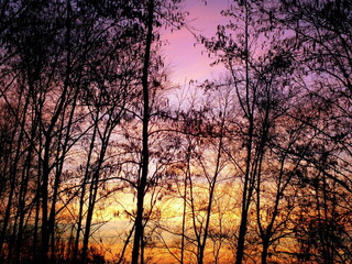 Fototapeta na wymiar Warm sunset brighting up the sky with warm pink and orange colours on a cold winter day giving the bold trees a shadow dark ink like feeling