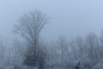 Obraz na płótnie Canvas A frosty morning in the countryside