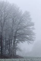 A frosty morning in the countryside