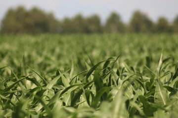 Green Cornfield, Summer, Farming, Agriculture