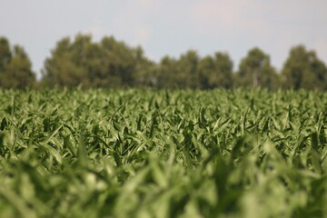 Green Cornfield, Summer, Farming, Agriculture