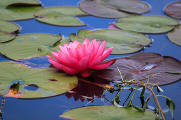 pink water lily