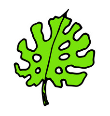 vector leaf of the monstera plant is green. isolated element of a tropical leaf black outline of green color with holes of monstera, hand-drawn in the style of a doodle on a white background for a des