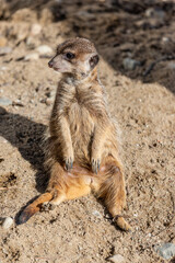 Nice portrait of meerkat suricate in zoo garden.